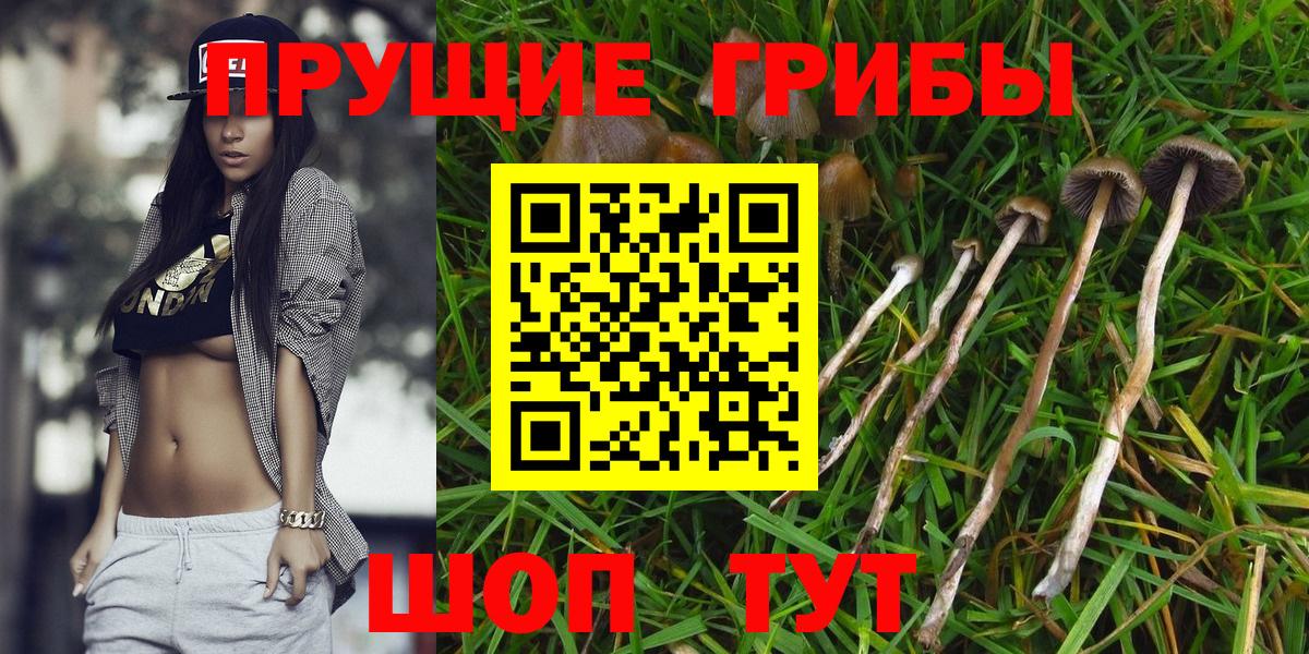 Камень-на-Оби  Псилоцибиновые грибы Cubensis  Вход с VPN 